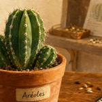 Cactaceae : aréoles d’un cactus avec épines visibles